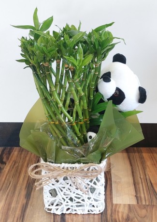 Lucky Bamboo with Panda Bear