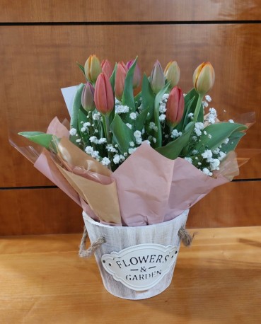 Mixed Coloured Tulips